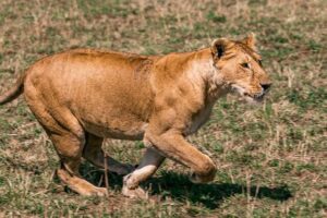 Lion safari in Kenya