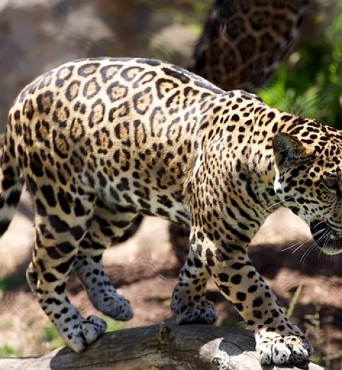 animal-1leopard