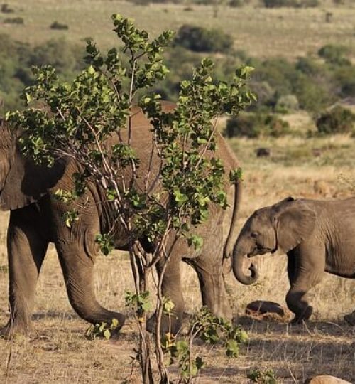 Elephant safari Kenya