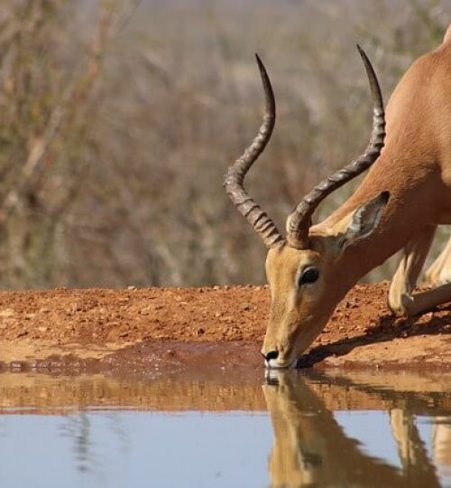 Impala safari in Kenya