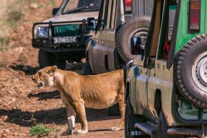 safari-landcruiser-lion (1) Safari Land cruiser 4wd